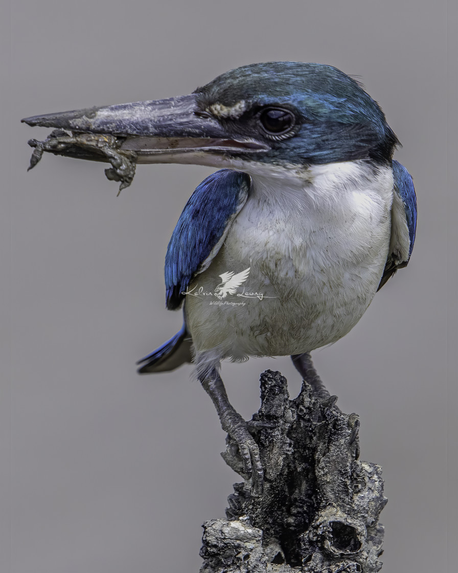 "Collared kingfisher with crab in mouth" by Kelvin - £50.00 "Collared kingfisher with crab in mouth" stock image
