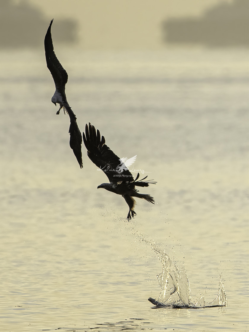 "Adult white bellied sea eagle training juvenile how to fish" by Kelvin - £50.00 "Adult white bellied sea eagle training juvenile how to fish" stock image