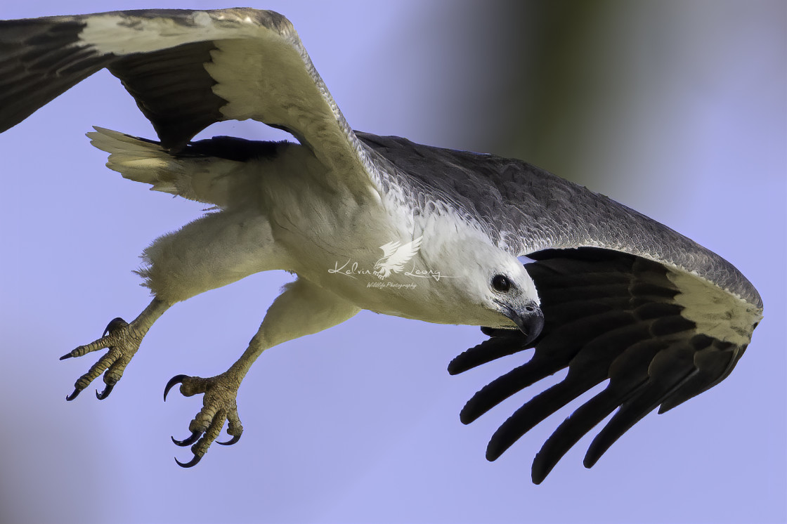 "White bellied sea eagle dive" by Kelvin - £50.00 "White bellied sea eagle dive" stock image