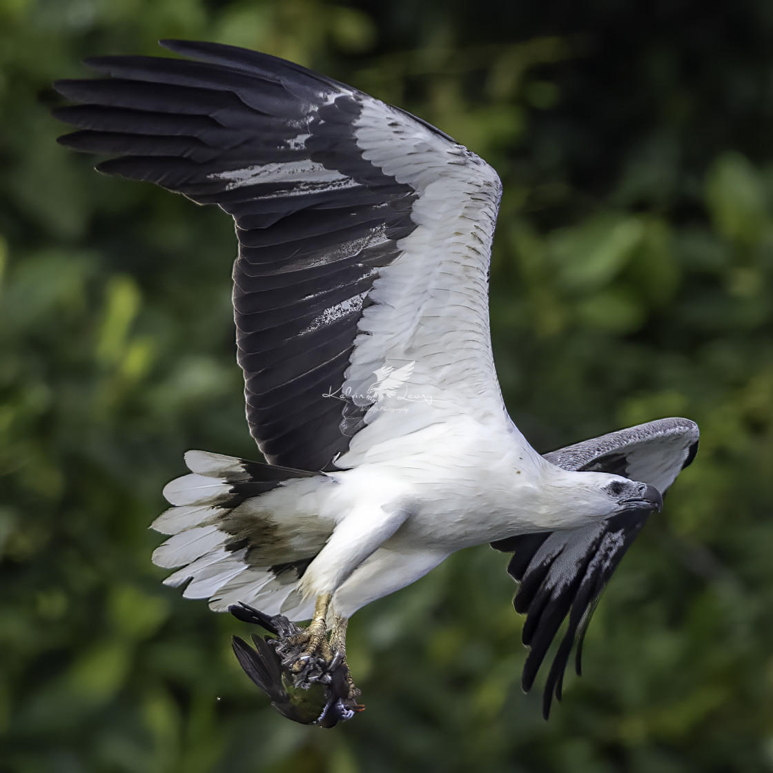 "White bellied sea eagle with a dead pink neck green pigeon" by Kelvin - £50.00 "White bellied sea eagle with a dead pink neck green pigeon" stock image