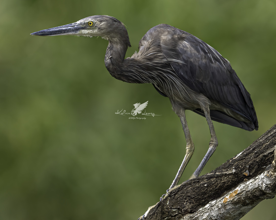 "Great billed heron" by Kelvin - £50.00 "Great billed heron" stock image