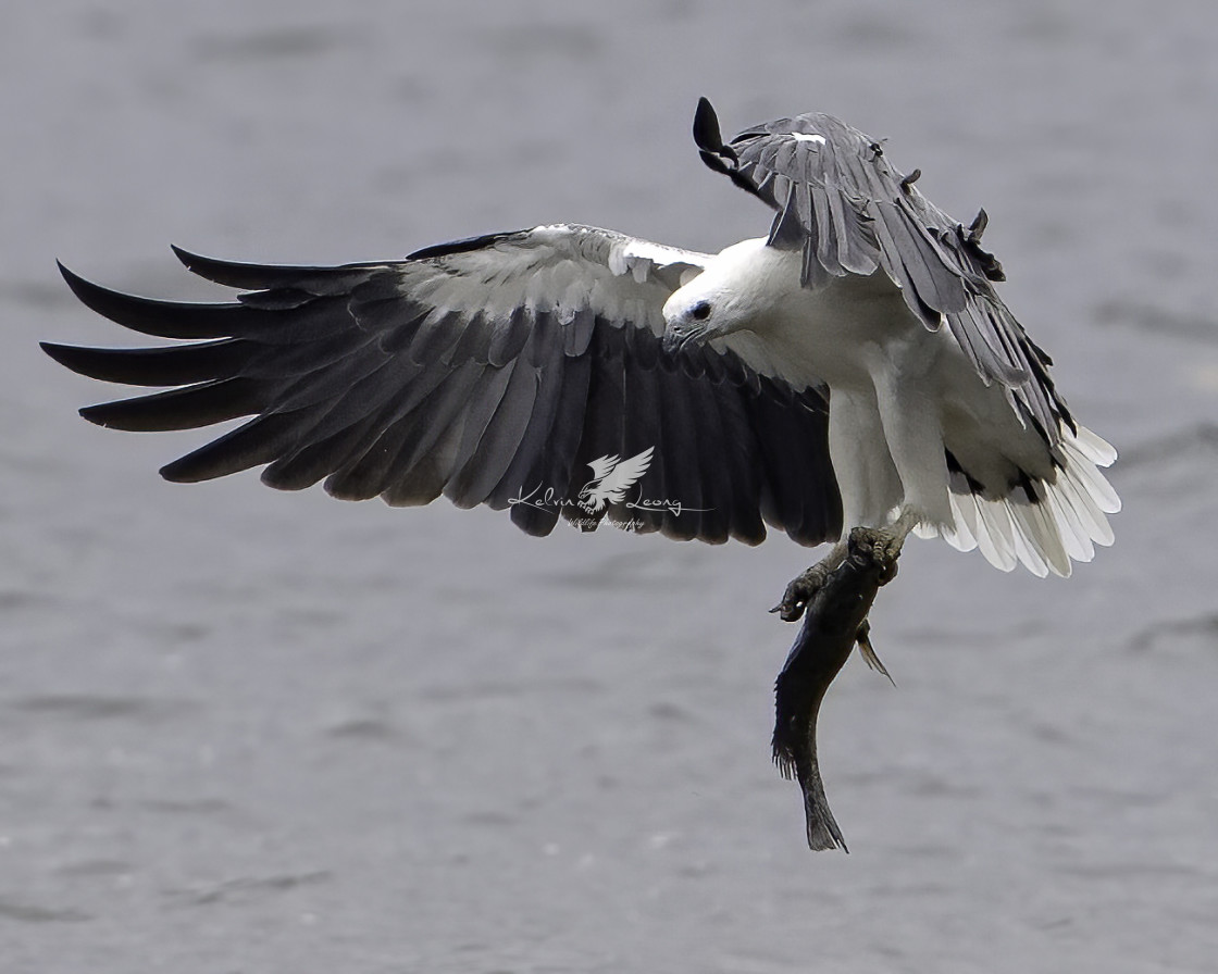 "White bellied sea eagle with a big fish" by Kelvin - £50.00 "White bellied sea eagle with a big fish" stock image