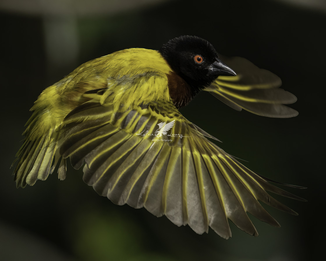 "Golden-backed weaver" by Kelvin - £50.00 "Golden-backed weaver" stock image