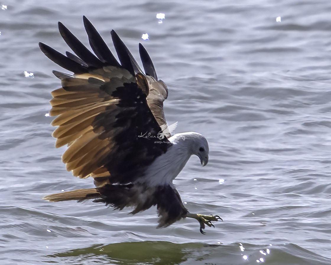 "Brahminy kite dive" by Kelvin - £50.00 "Brahminy kite dive" stock image
