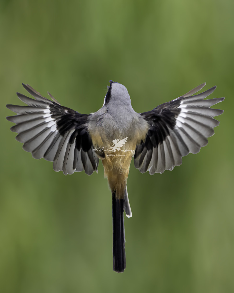 "Back view of the long tailed shrike" by Kelvin - £50.00 "Back view of the long tailed shrike" stock image
