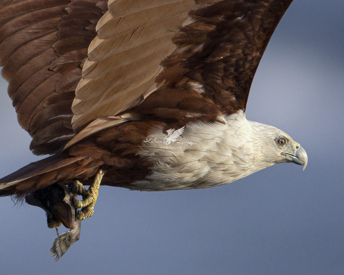 "Brahminy kite with a fish" by Kelvin - £50.00 "Brahminy kite with a fish" stock image