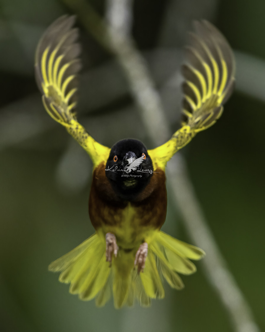"Golden backed weaver" by Kelvin - £50.00 "Golden backed weaver" stock image