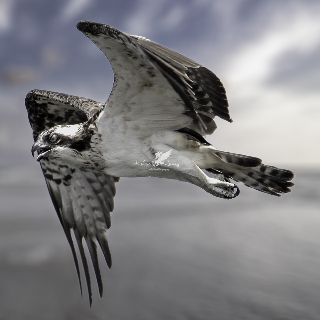 "Osprey in flight" by Kelvin - £20.00 "Osprey in flight" stock image