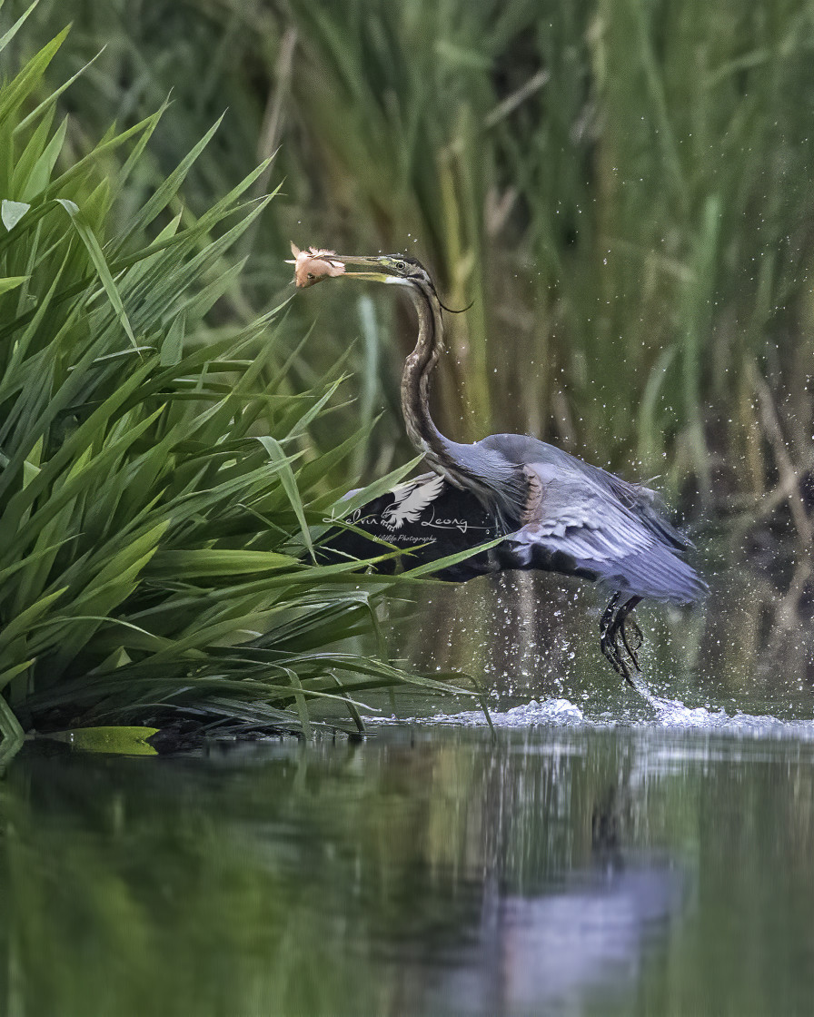 "Purple heron caught an orangy fish" by Kelvin - £20.00 "Purple heron caught an orangy fish" stock image