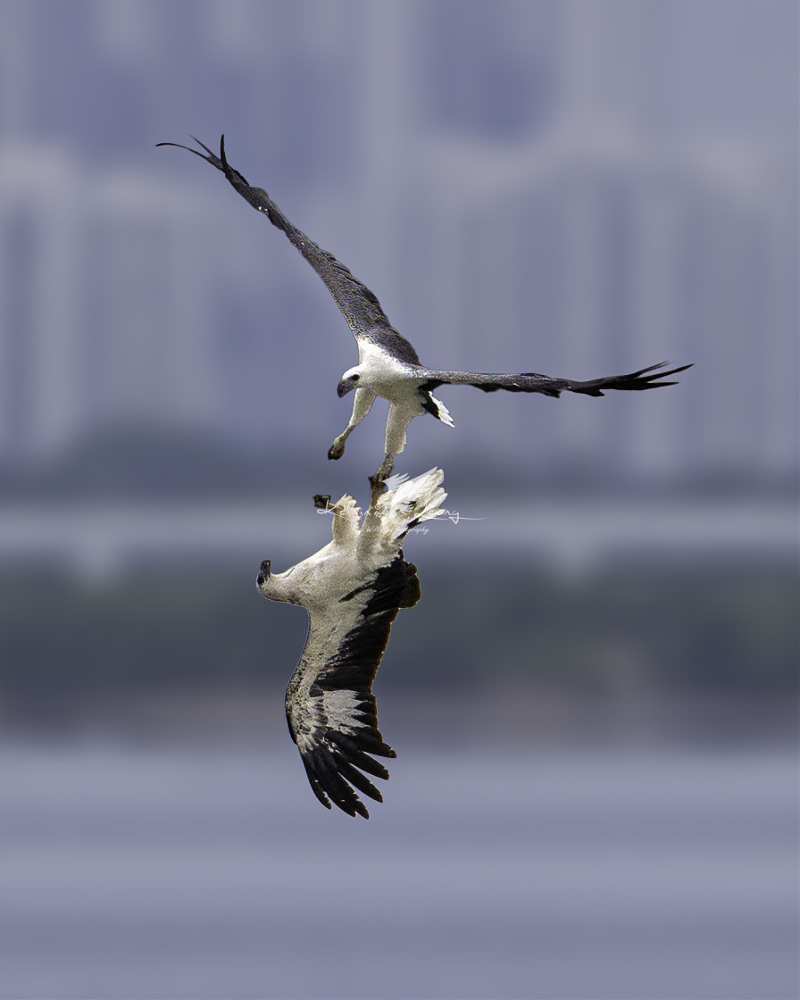 "White bellied sea eagles locking claws in mid air" by Kelvin - £50.00 "White bellied sea eagles locking claws in mid air" stock image