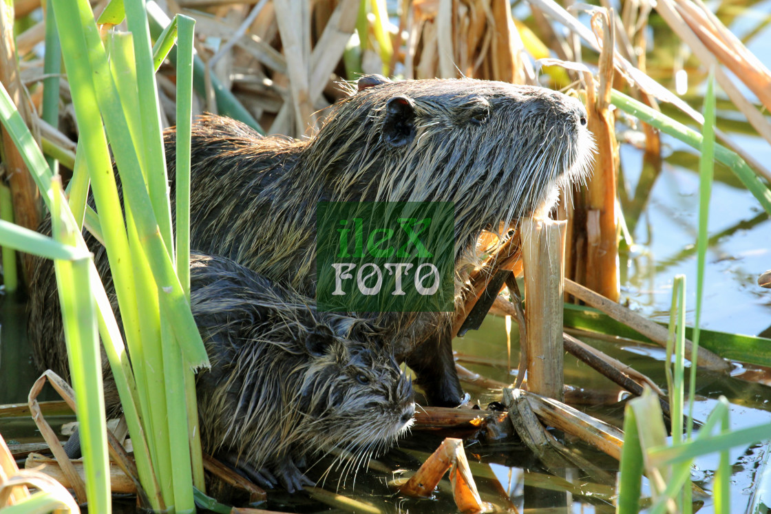 "Nutria (coypu) adult and juvenile" stock image