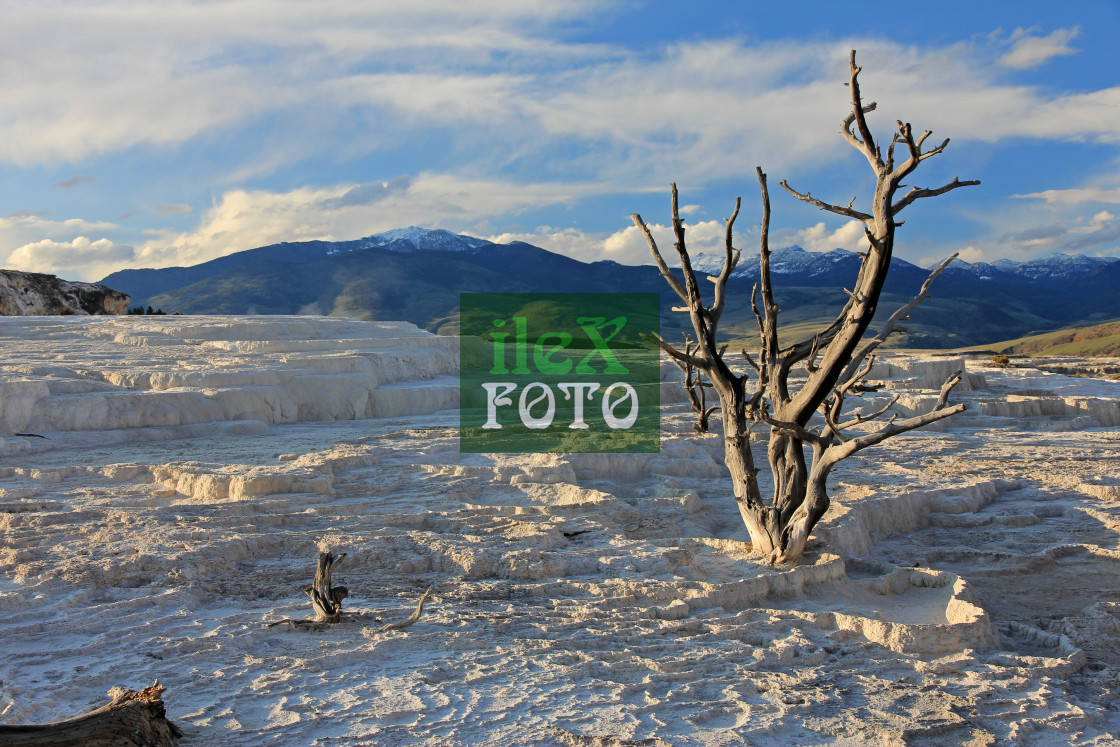 "Skeletal tree in a field of minerals" stock image