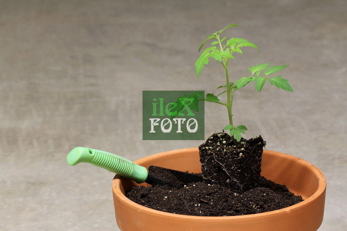 "tomato being planted" stock image