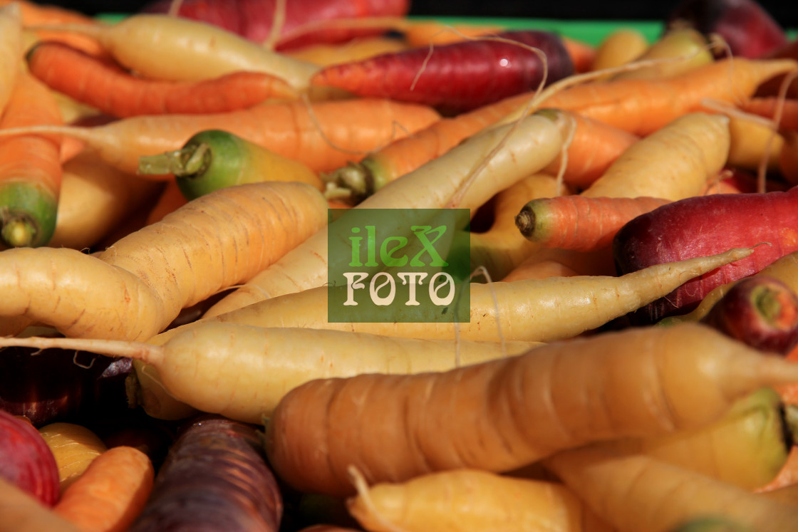 "Colorful carrots" stock image