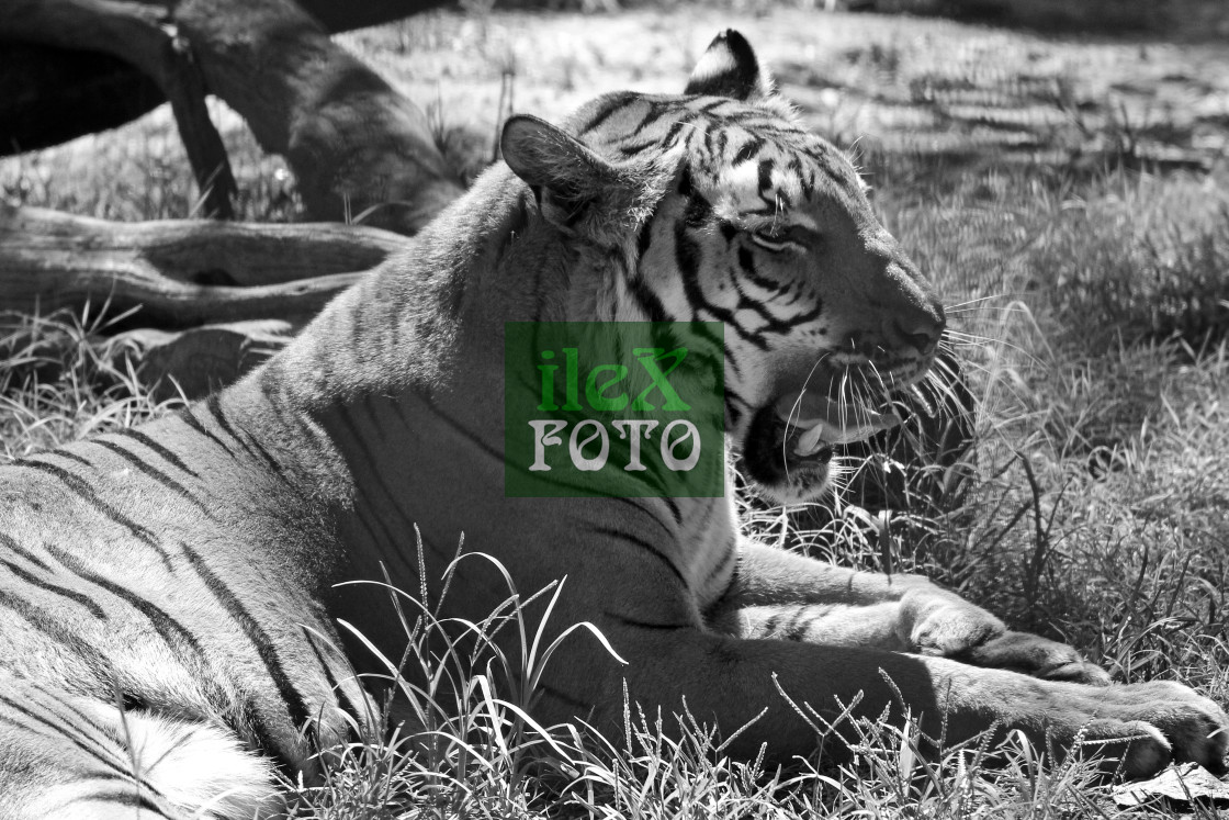 "Tiger" stock image