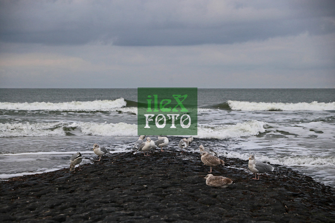 "Gulls on the beach" stock image