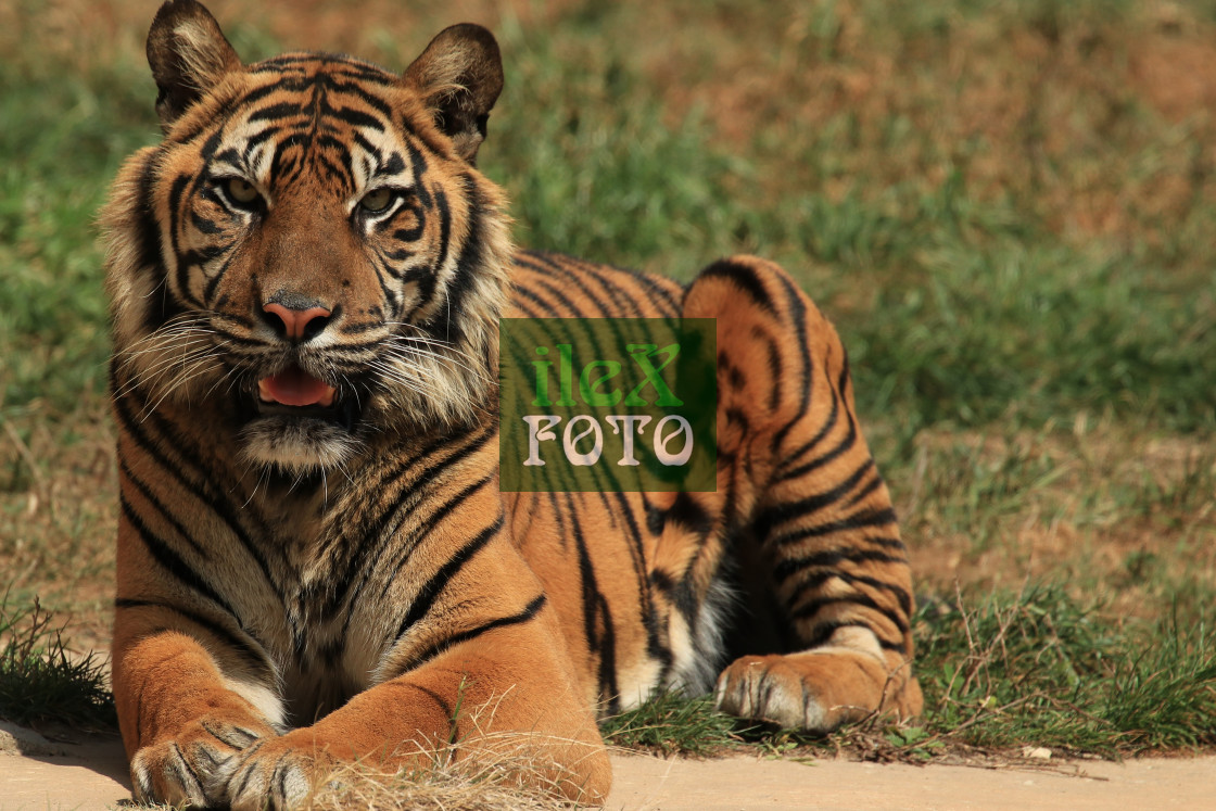 "Tiger in color" stock image