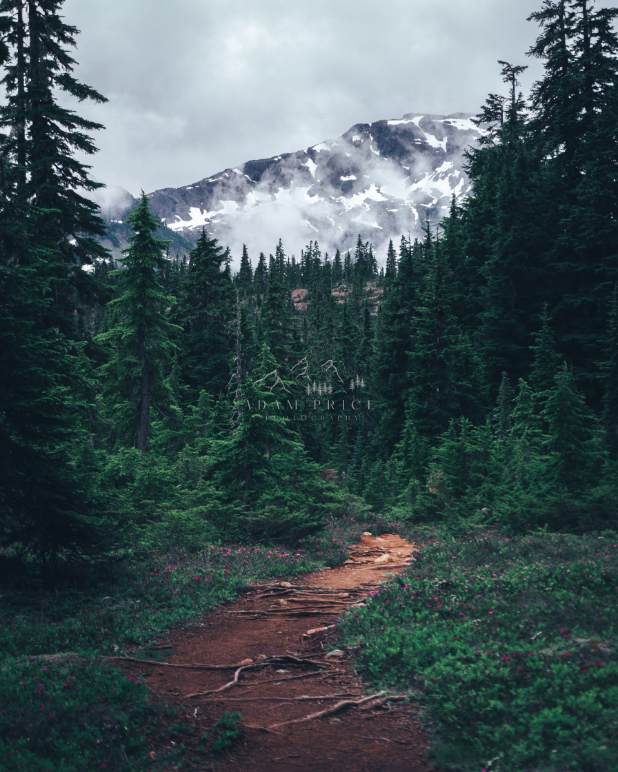 "Path to Albert Edward" by Adam Price - $12.26 "Path to Albert Edward" stock image