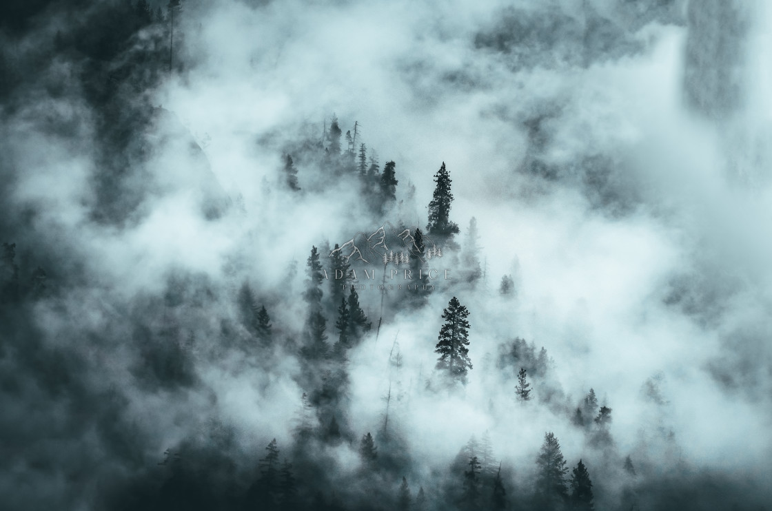 "Trees in the Fog" by Adam Price - $12.26 "Trees in the Fog" stock image