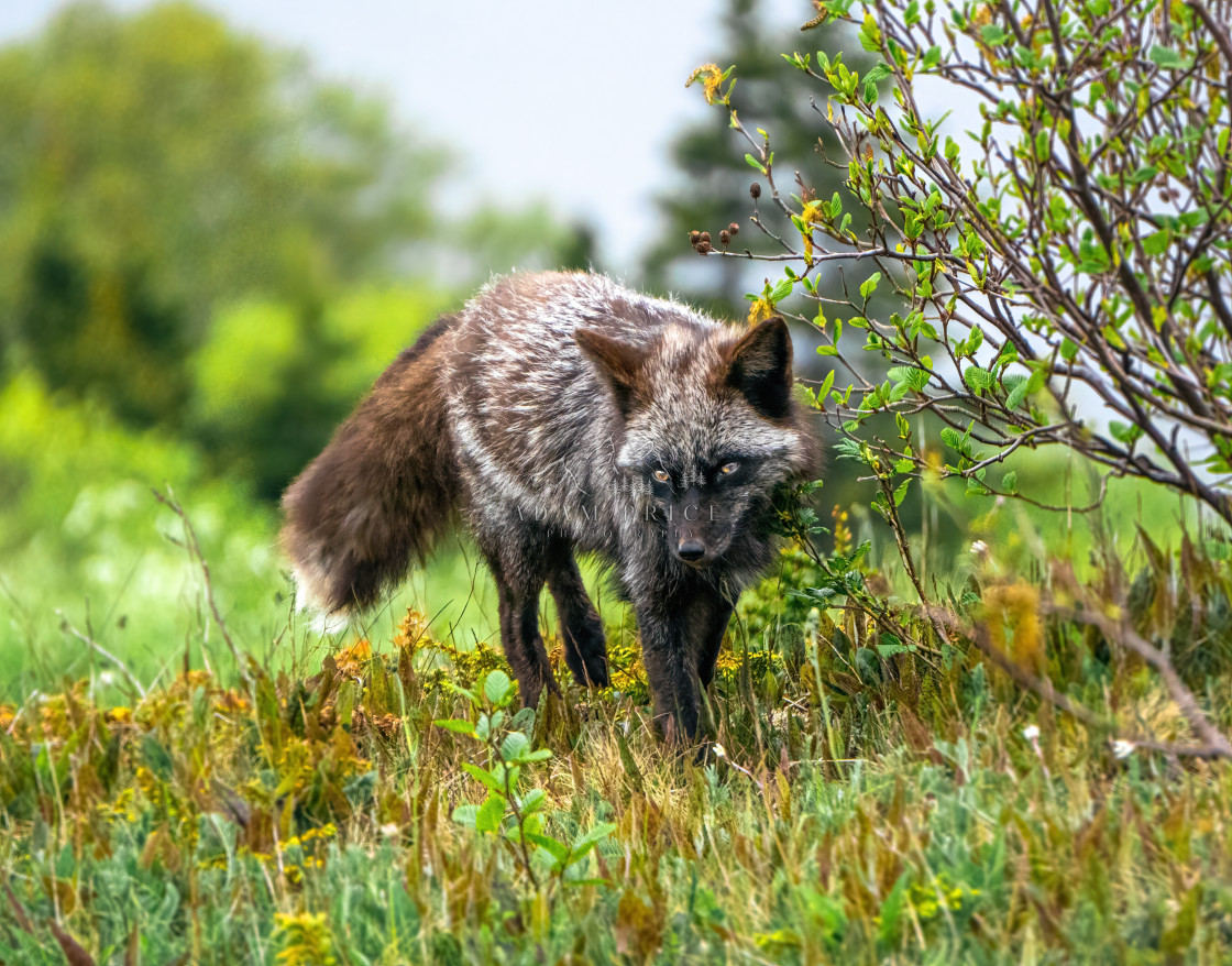 "Signal Hill Fox" by Adam Price - $12.26 "Signal Hill Fox" stock image