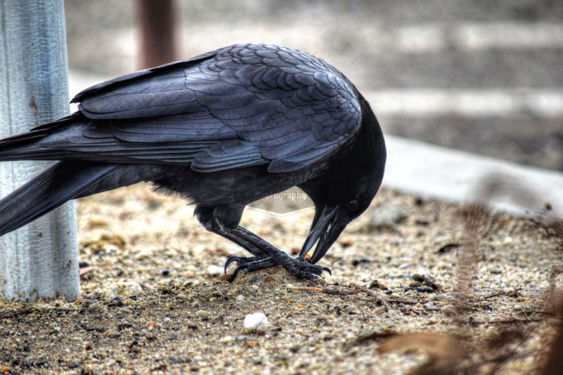 "The Crow" stock image