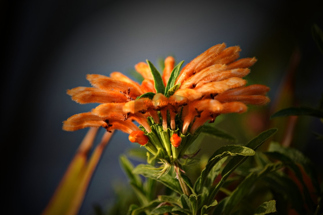 "Lion’s Tail (Leonotis)" stock image