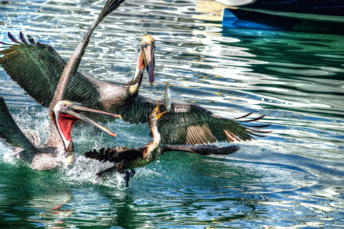 "Food Fight" stock image