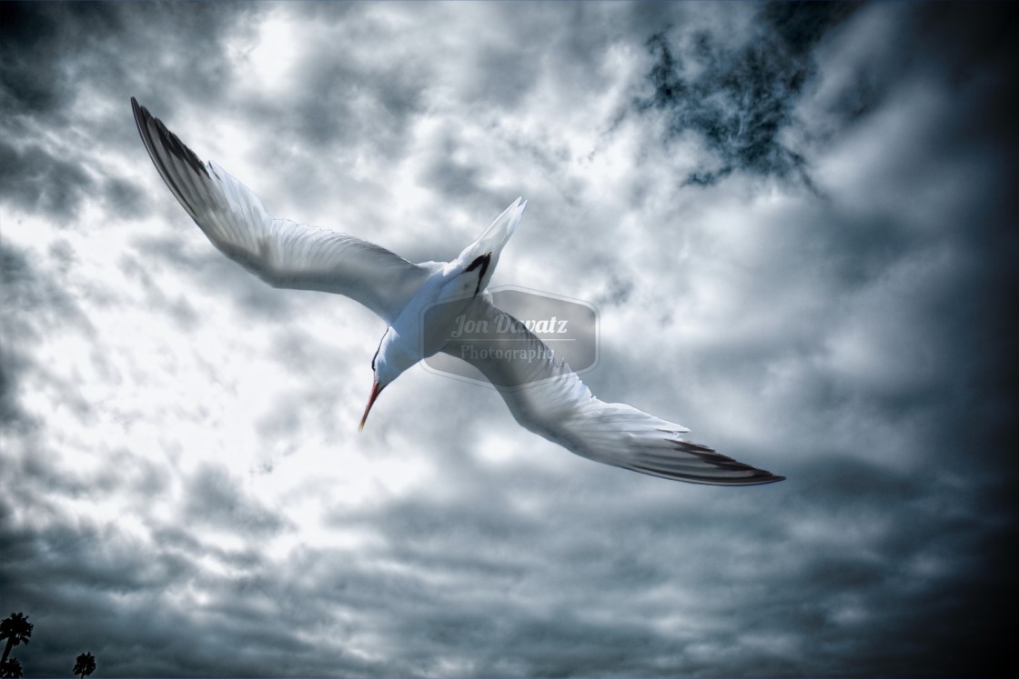 "Tern in flight" stock image