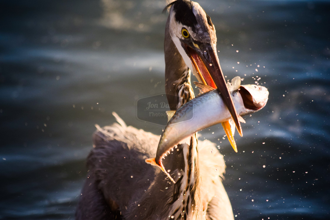 "Great Blue Heron" stock image