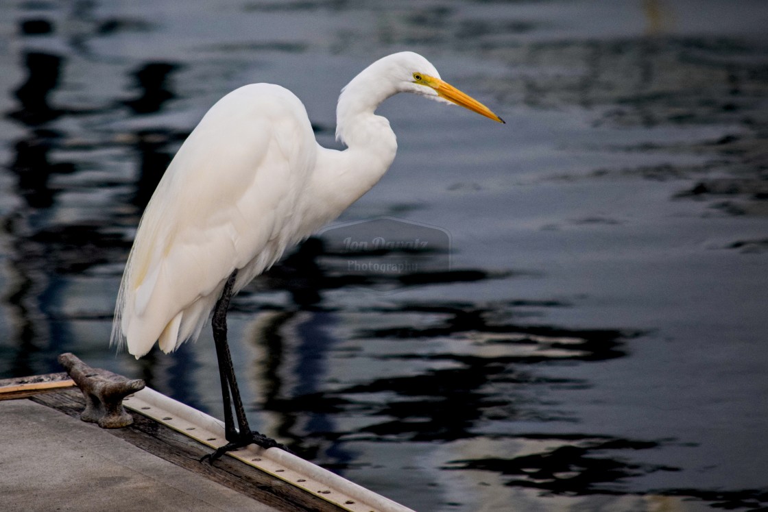 "Great White Heron Series" stock image