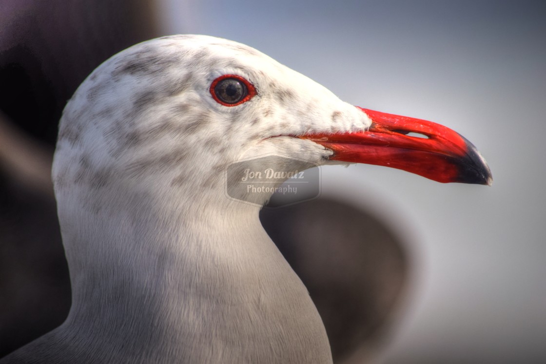 "Seagull Portrait" stock image
