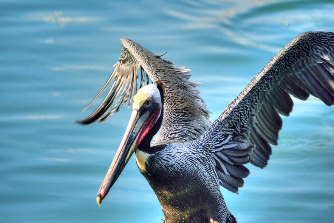 "Pelican Portrait" stock image