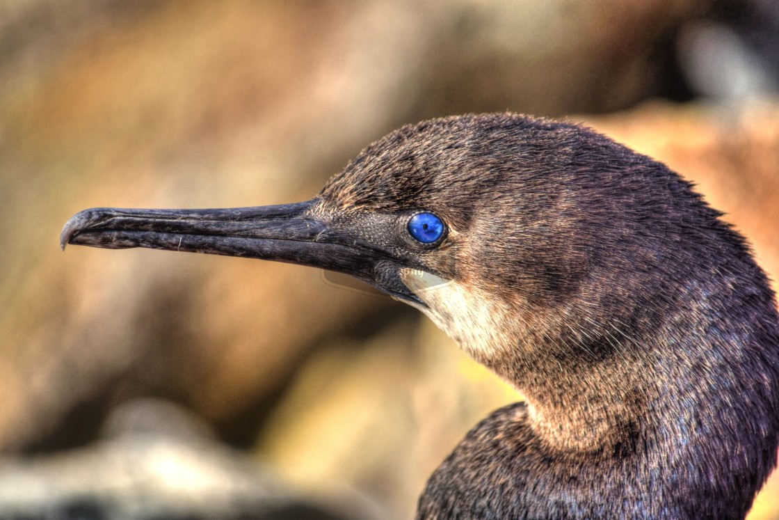 "Cormorant Portrait" stock image