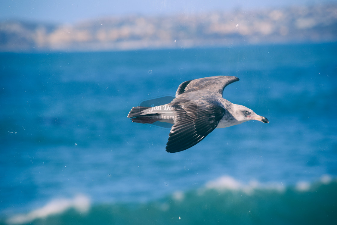 "Seagull" stock image