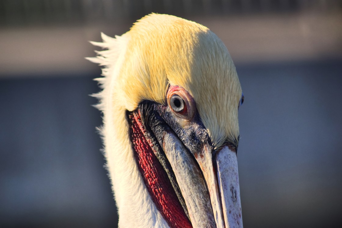 "Brown Pelican" stock image