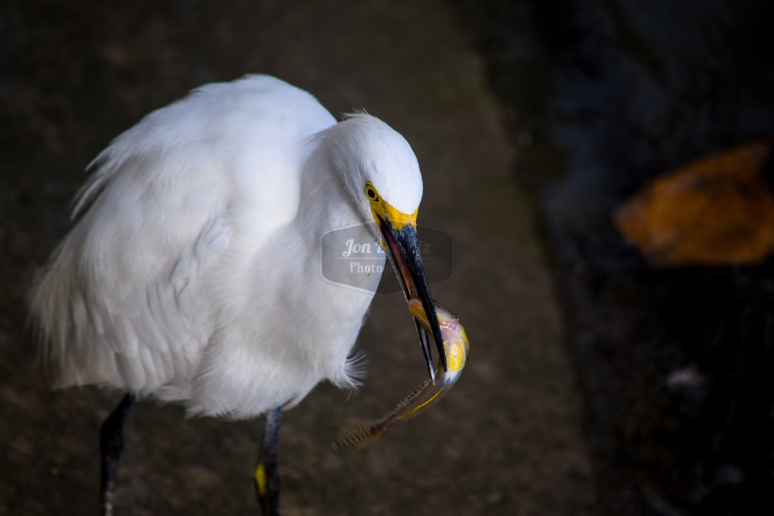 "Snowy Egret Eating" stock image