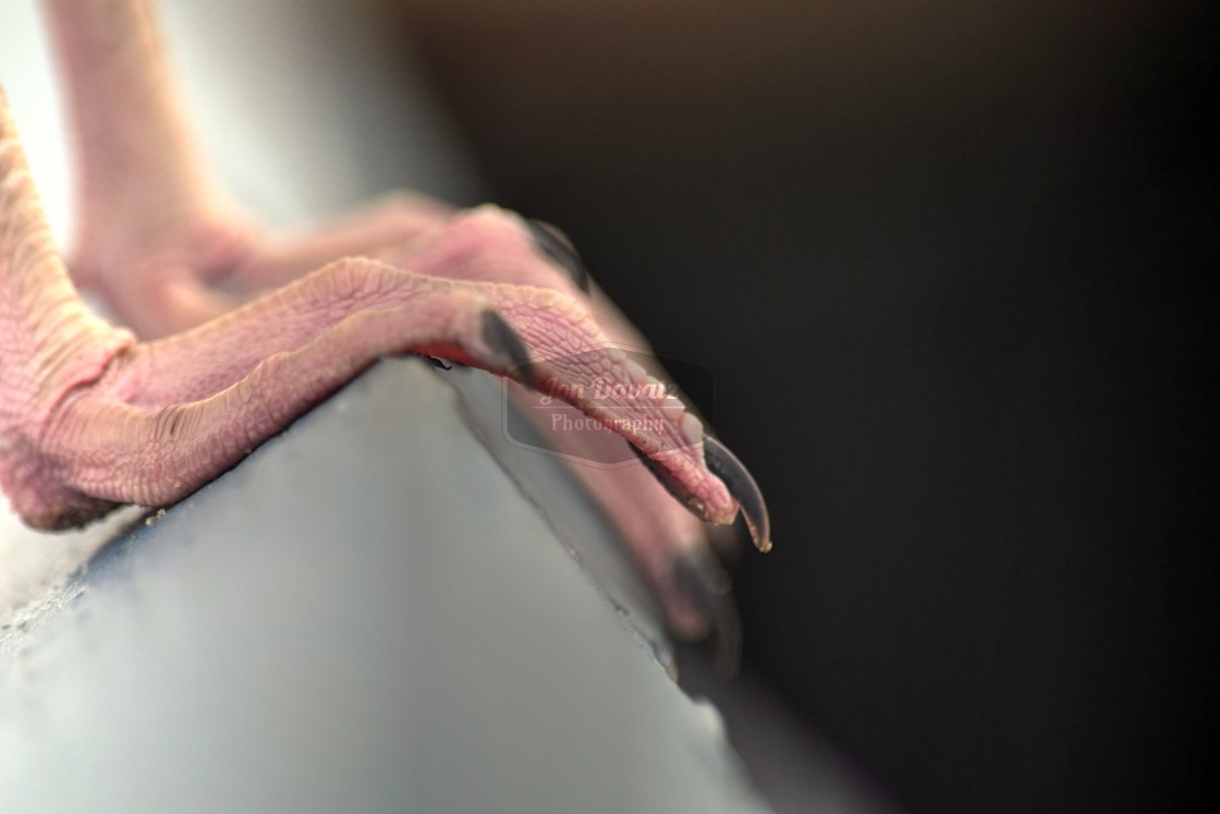 "Seagull Feet" stock image