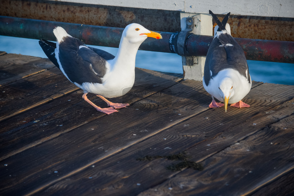 "Funny Seagulls" stock image