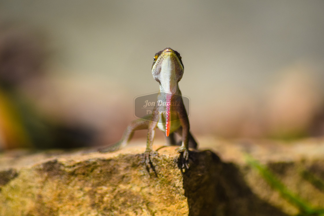 "Anole Lizard Portrait" stock image