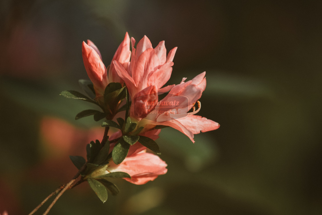 "Azalea" stock image