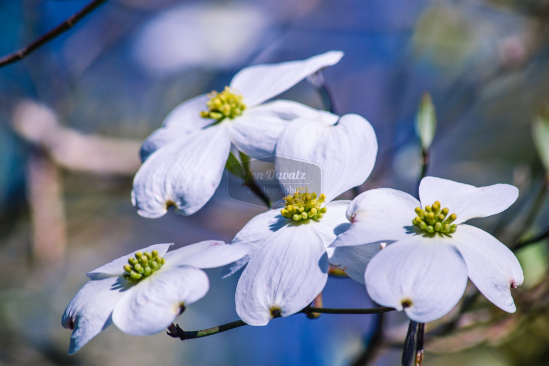 "Dogwood Flowers (Cornus)" stock image