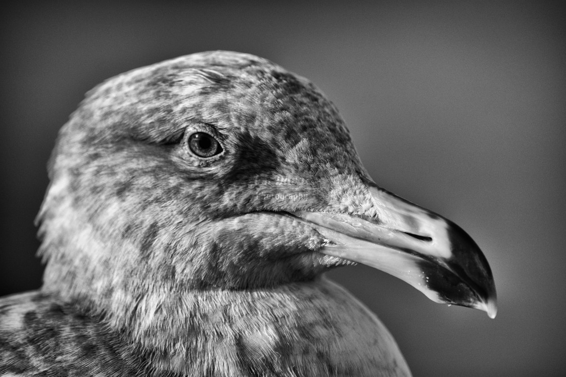 "Seagull Portrait in Monochrome" stock image