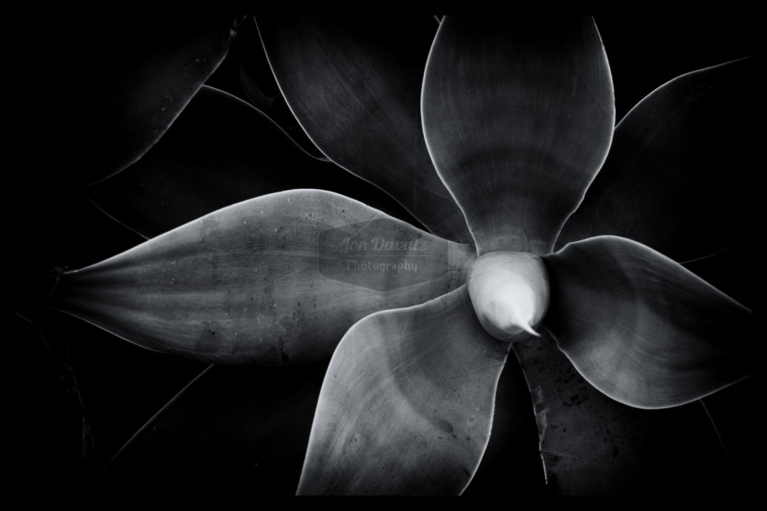 "Blue Agave in Black and White" stock image