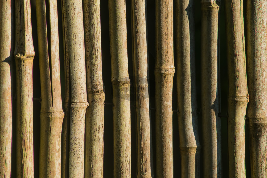 "Bamboo Fence Detail" stock image