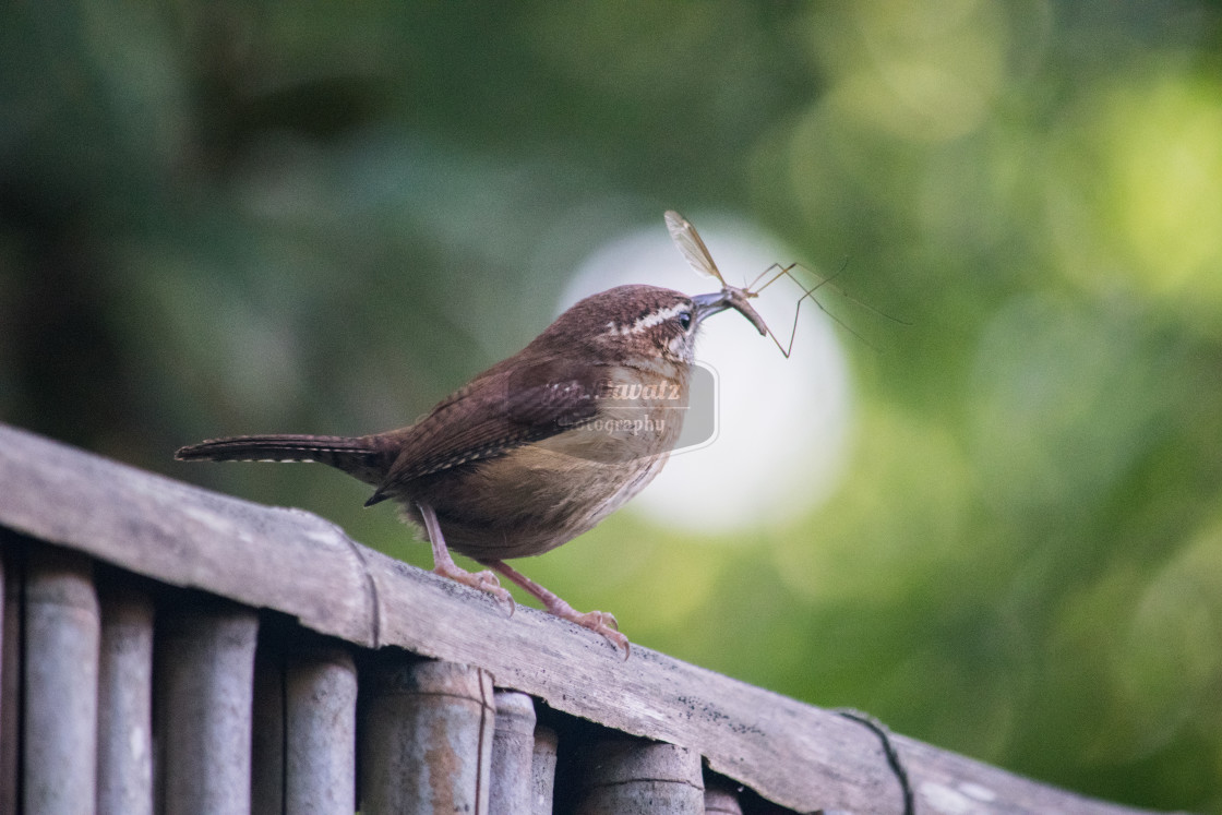 "Carolina Wren on a fence" stock image