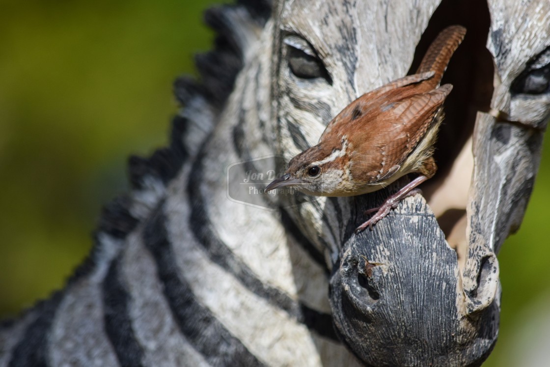 "Carolina Wren - with insect, perching" stock image