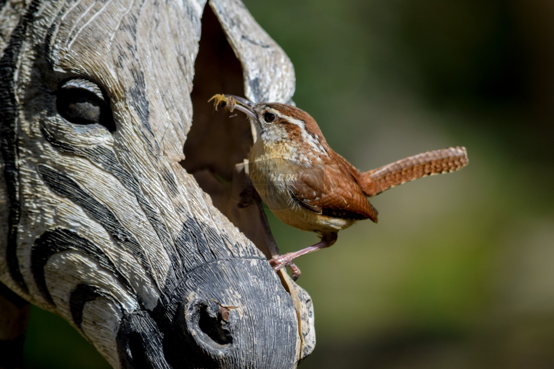 "Carolina Wren - with insect, perching" stock image