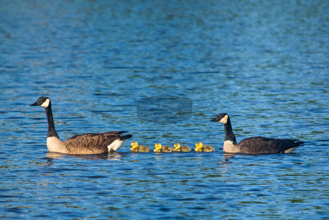 "Canada Goose with gooslings on a lake" stock image