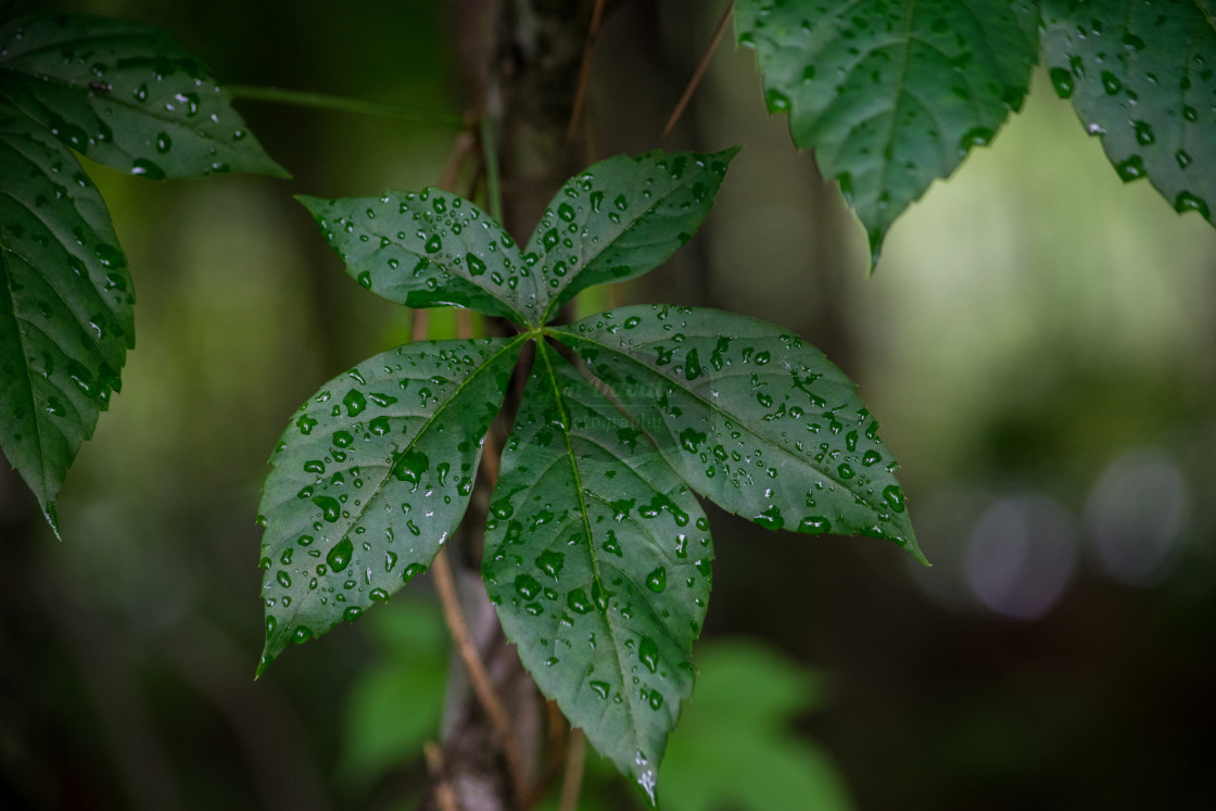 "Nature - a single leaf with water drops" stock image