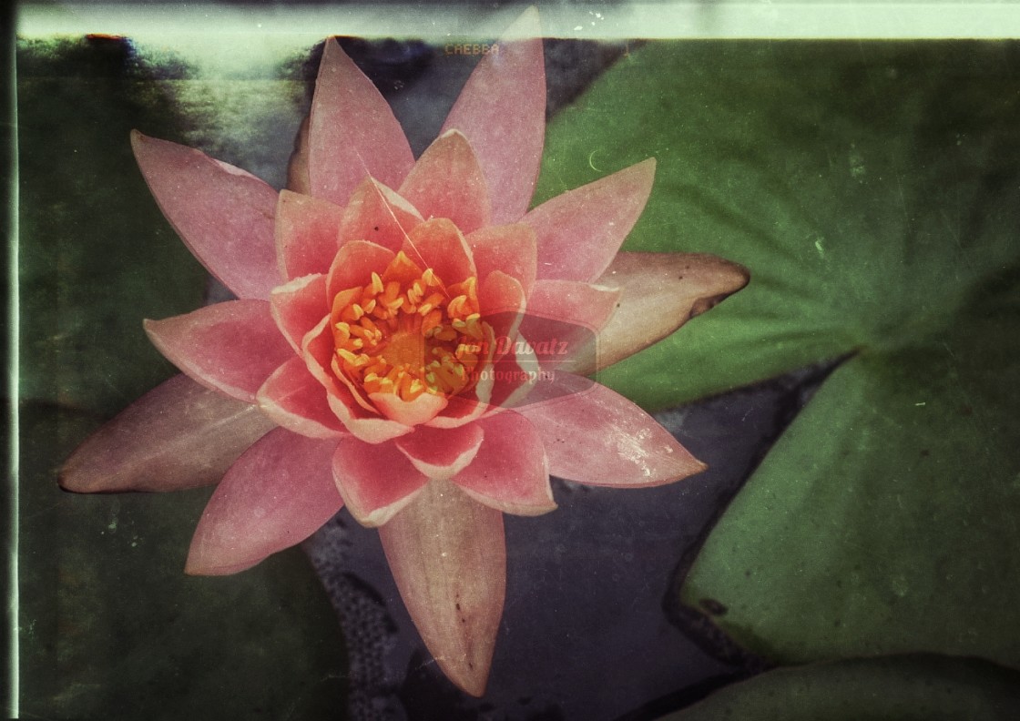 "Water Lily Art - two" stock image